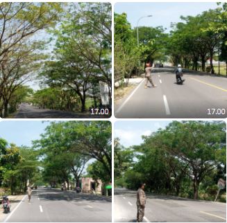 PENGECEKAN POHON DI PINGGIR JALAN NASIONAL KECAMATAN PADANGAN
